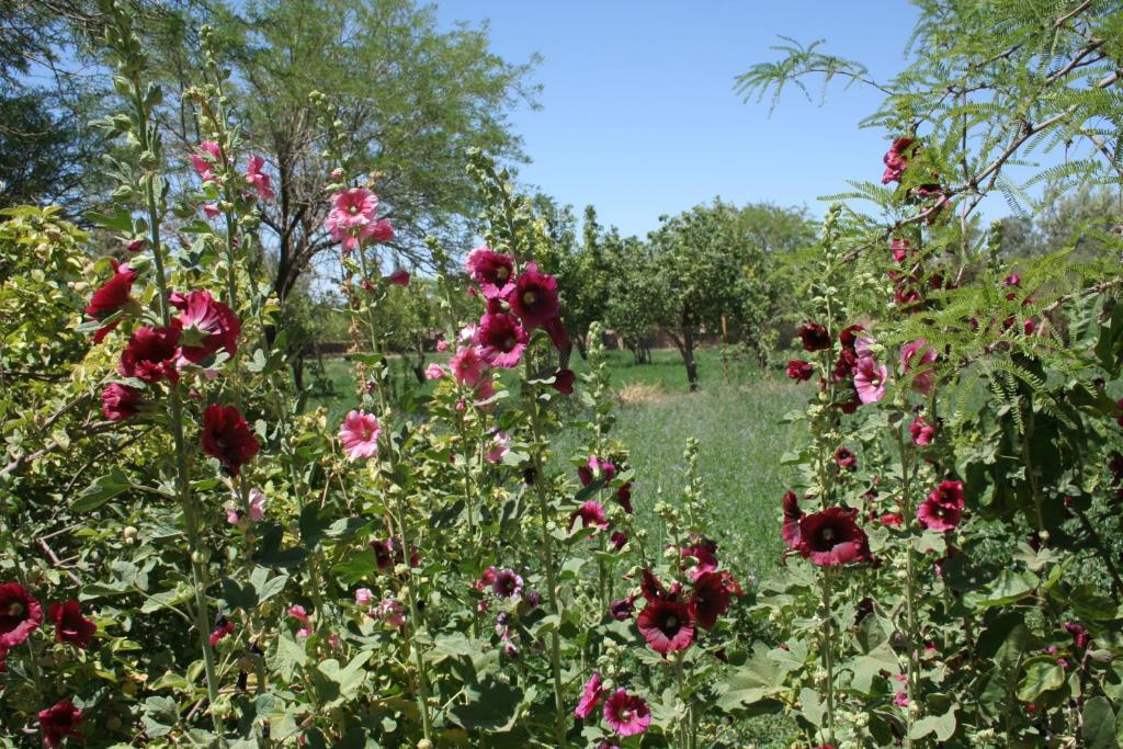 Quinta Adela Bed & Breakfast San Pedro de Atacama Eksteriør billede